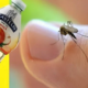 Dica Incrível Para Acabar com Pernilongos