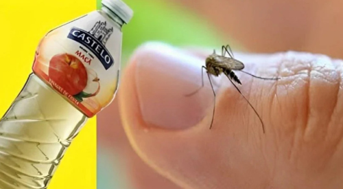 Dica Incrível Para Acabar com Pernilongos